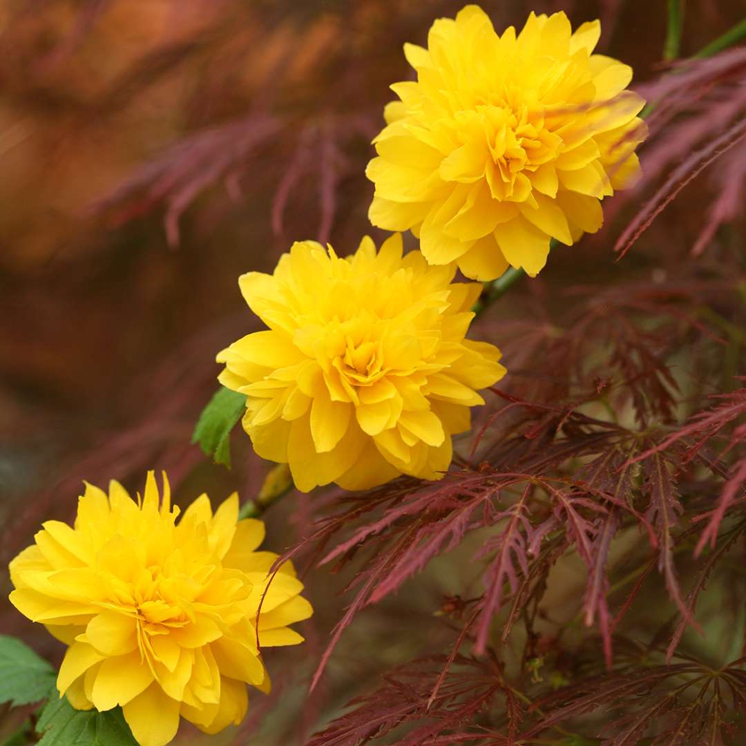 A trio of bright yellow Kerria Pleniflora flowers against maroon Japanese maple